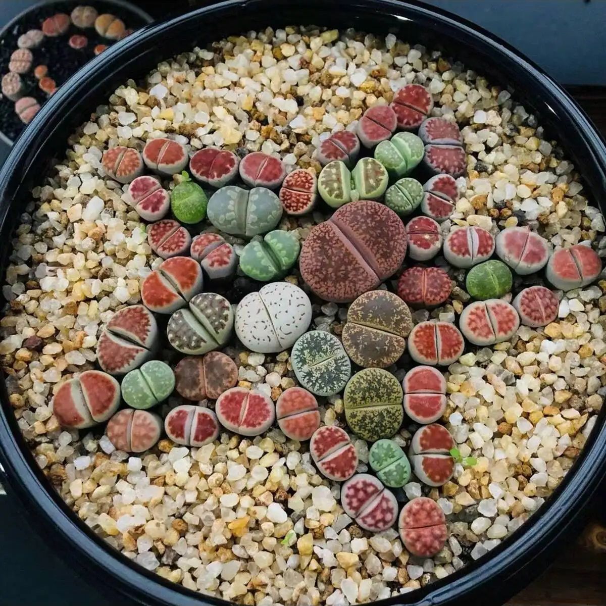 1pc-250g cristais naturais ped - Aquarium Planted Sand avaliação e preço