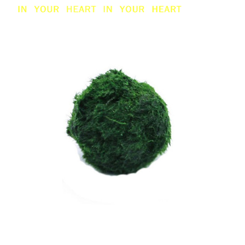 【X】Bolas de Musgo Marimo de 3- - Planted Aquarium Algae avaliação e preço