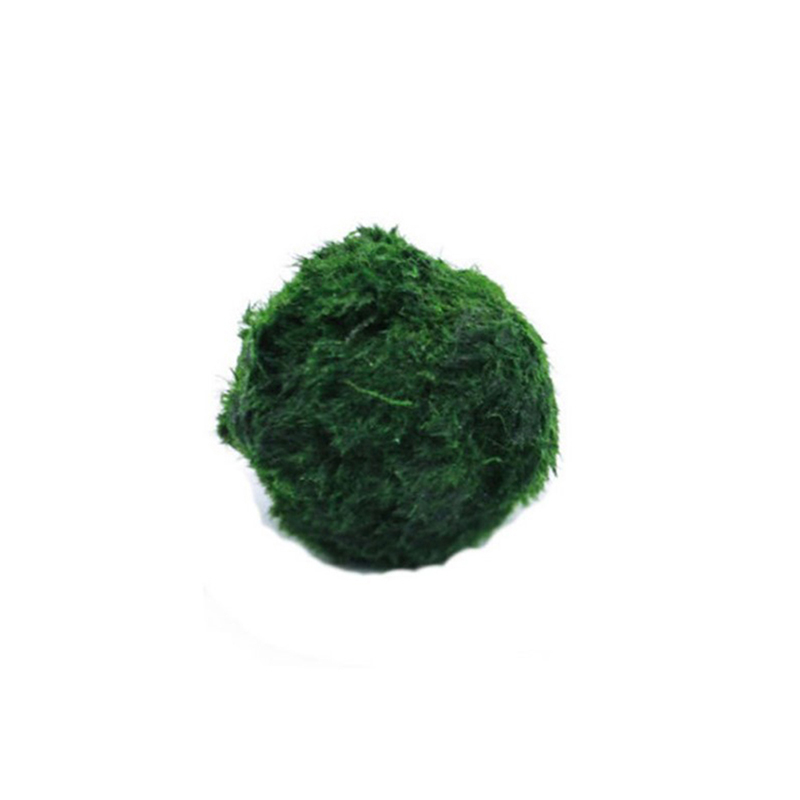 Marimo musgo bolas ao vivo aqu - Planted Aquarium Algae avaliação e preço