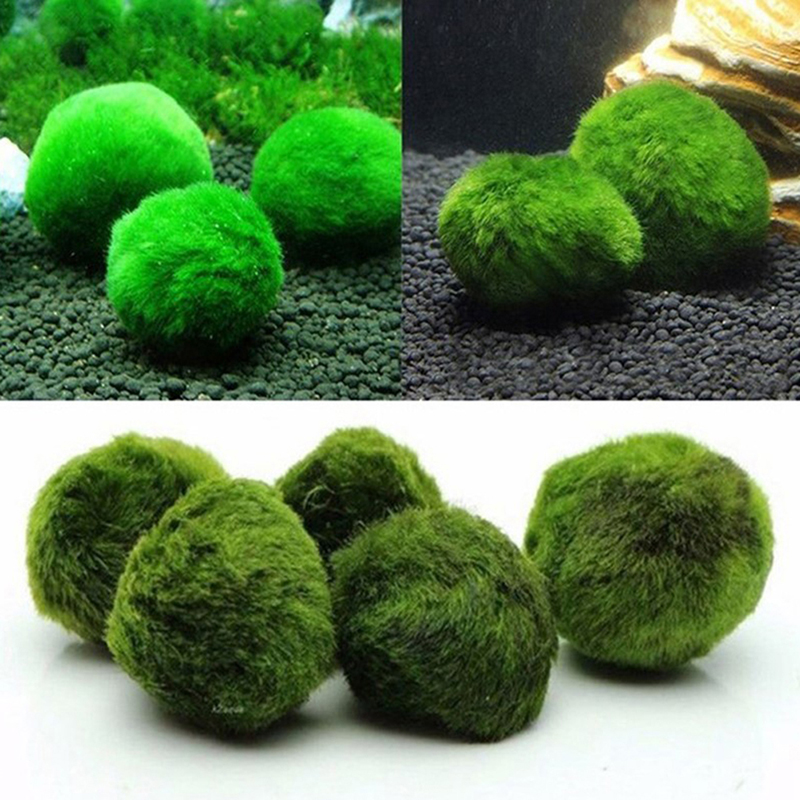 Marimo musgo bolas ao vivo aqu - Planted Aquarium Algae avaliação e preço