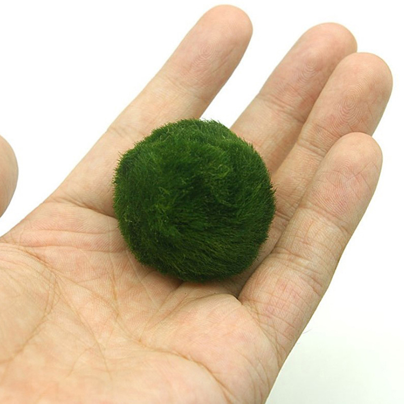 Marimo musgo bolas ao vivo aqu - Planted Aquarium Algae avaliação e preço