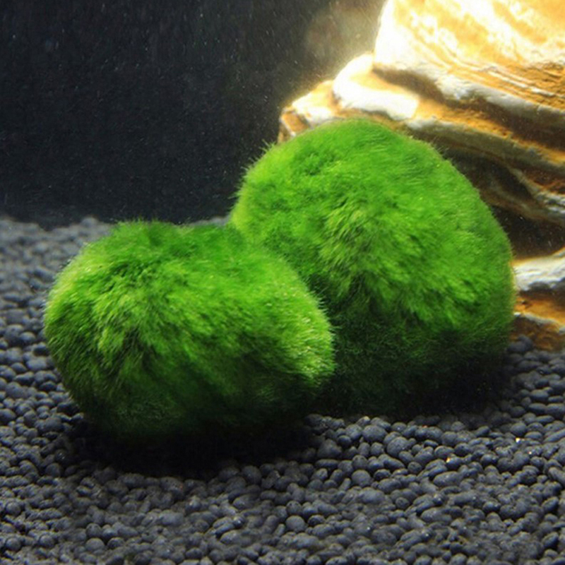 Marimo musgo bolas ao vivo aqu - Planted Aquarium Algae avaliação e preço